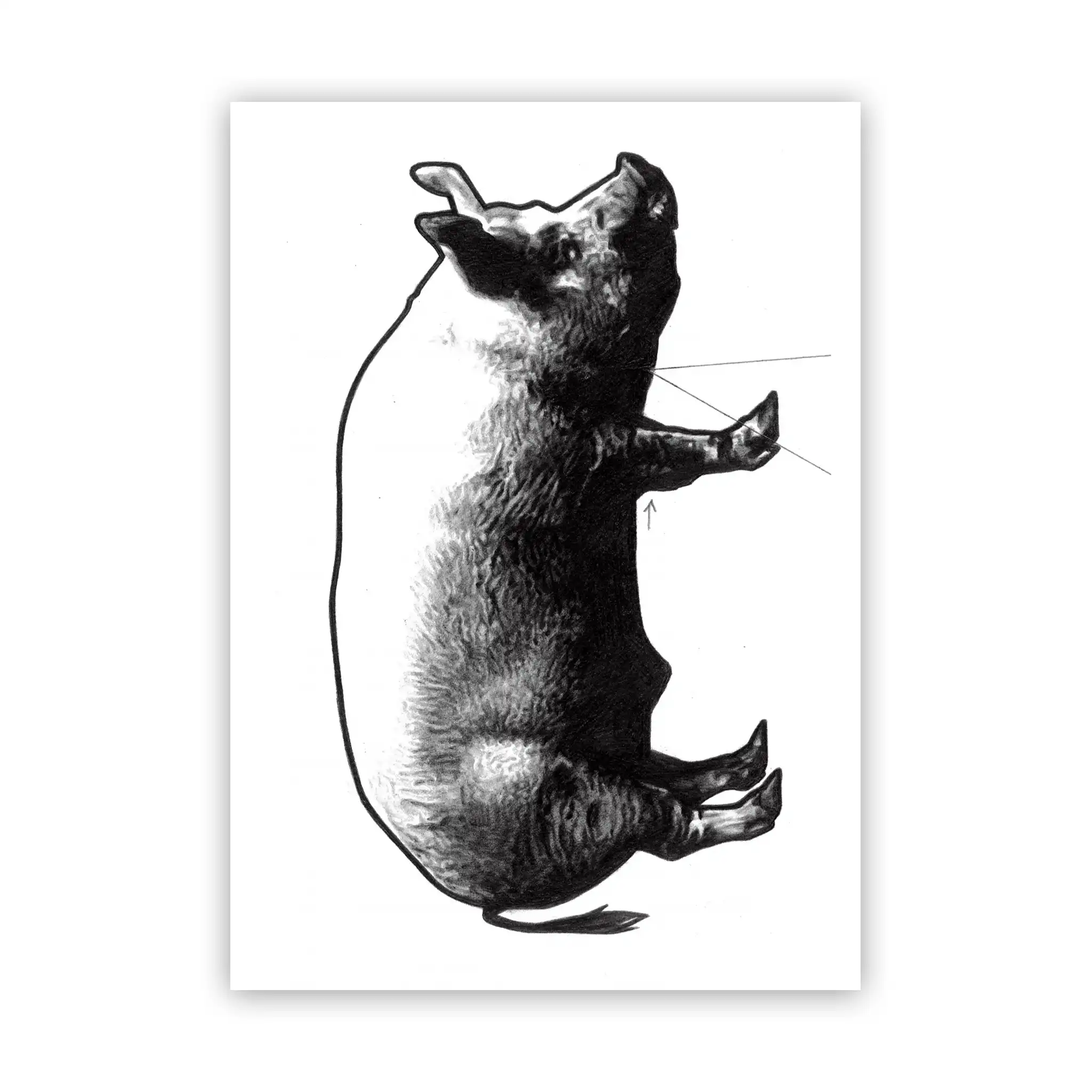 Marco Filicio Marinangeli - Eating 1