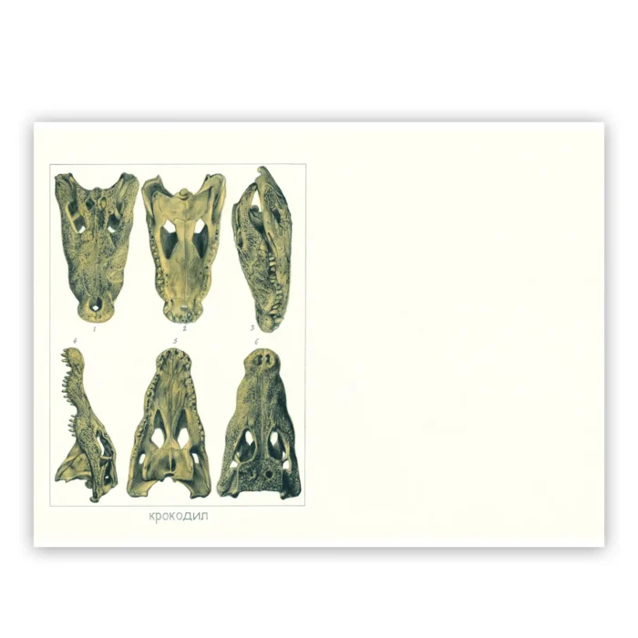 Marco Filicio Marinangeli - Il Coccodrillo 26