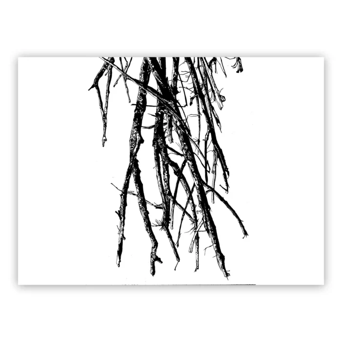 Marco Filicio Marinangeli - Putrido - Rami Secchi