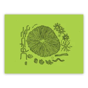 Jesse Jacobs - Schizzo Verde #4
